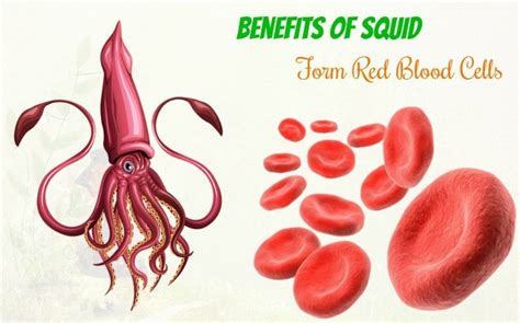 why is squid blood red